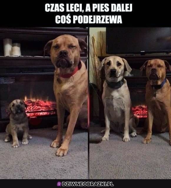 Podejrzliwy jakiś
