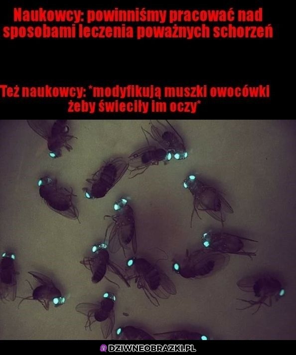 Naukowcy