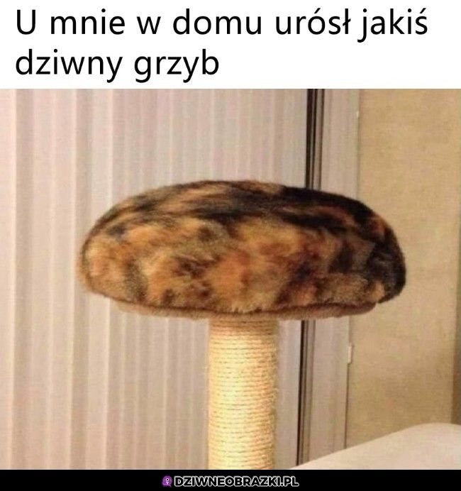 Dziwny grzybek