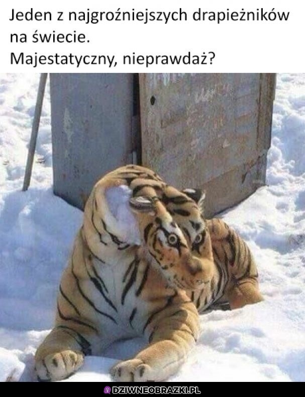 Drapieznik