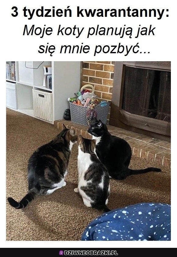 Poważne plany mają