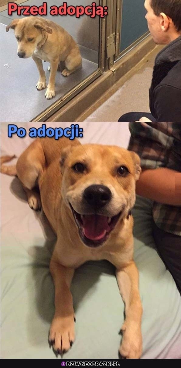 Warto adoptować