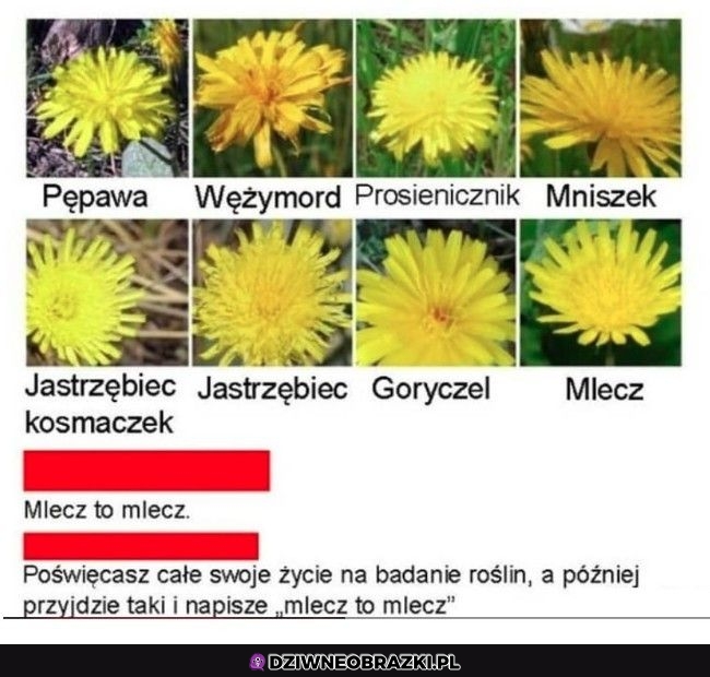 Mleczyki
