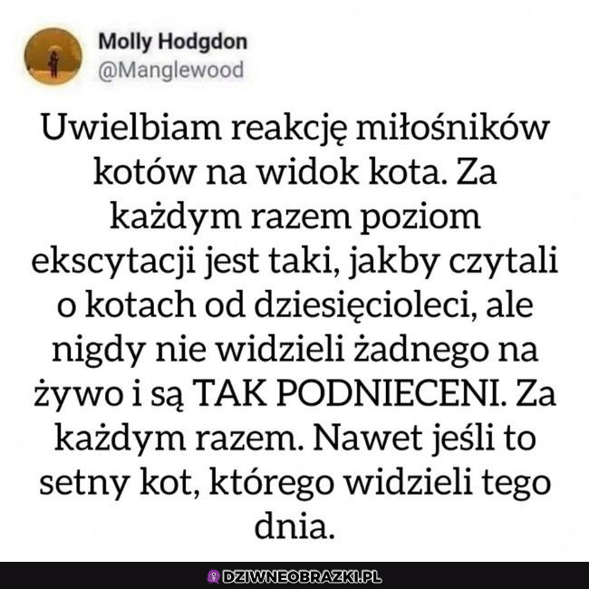 Miłośnicy kotów tacy są