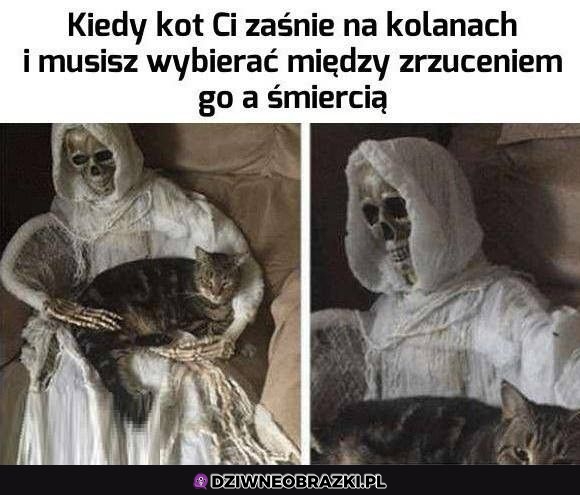 Kiedy kot zaśnie na kolanach