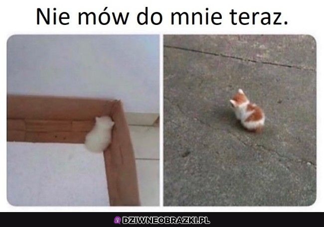 Foszek