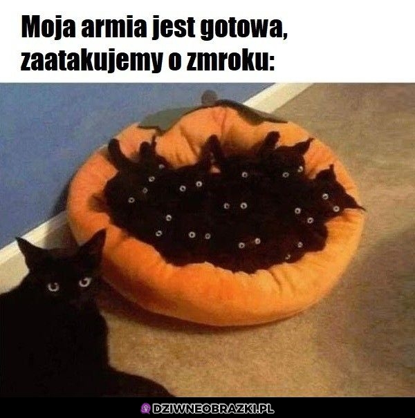 Są gotowe