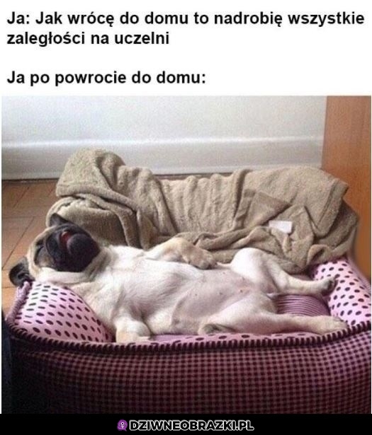 Jednak nie
