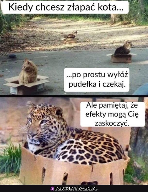 Kiedy chcesz złapać kota