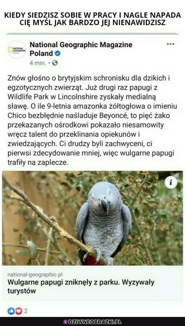 Takie papużki