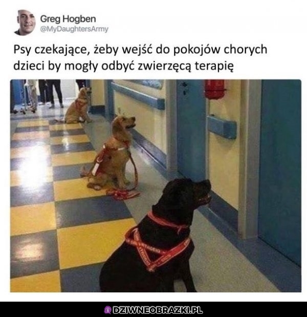 Nie zasługujemy na psy