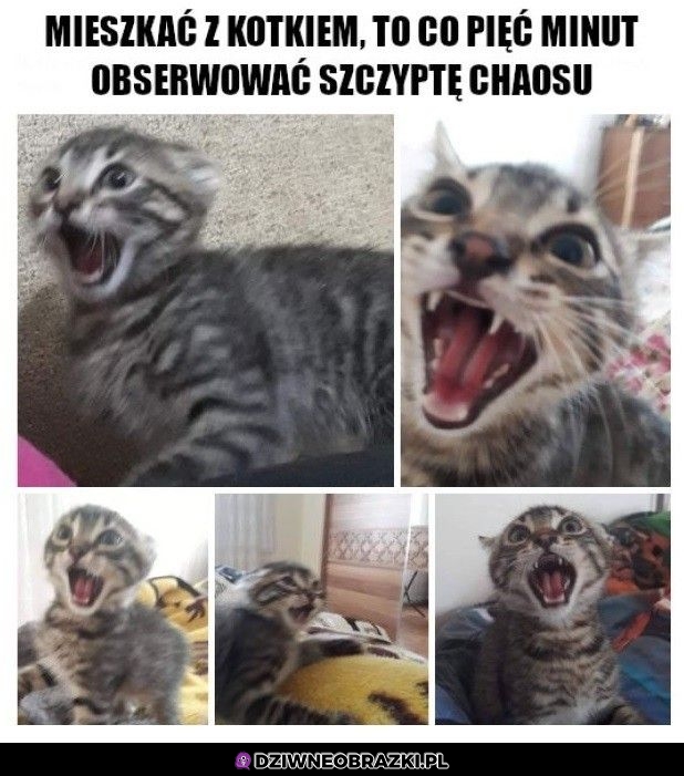 Mieszkanie z kotkiem