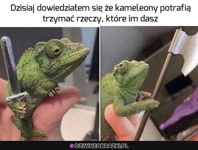 Ciekawostka