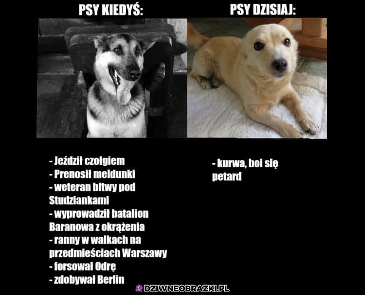 Ewolucja psów w ciągu ostatnich lat