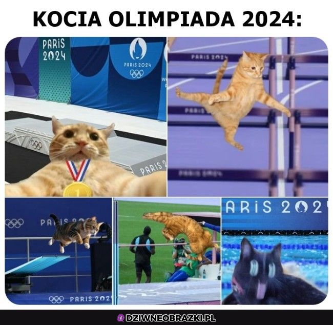 Kocia olimpiada