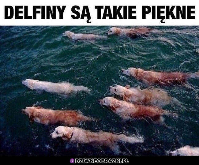 Piękne delfiny