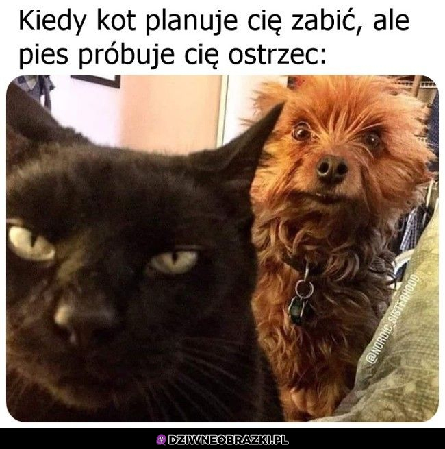 Ktoś tu knuje