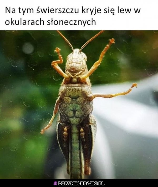 Przyczajony lew