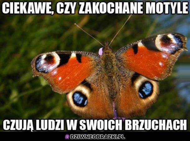 Ciekawe