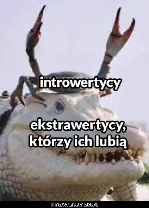 Tak to wygląda