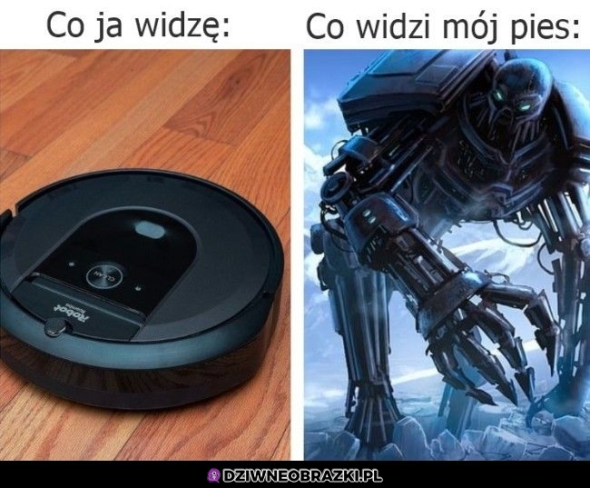 Tak to widzą