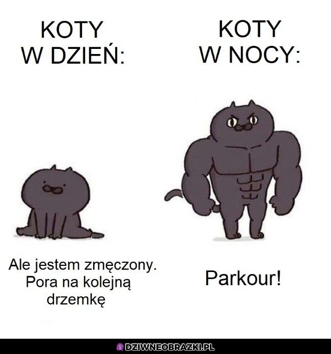 Po prostu koty