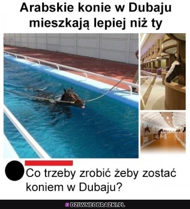 Chciałbym być takim koniem