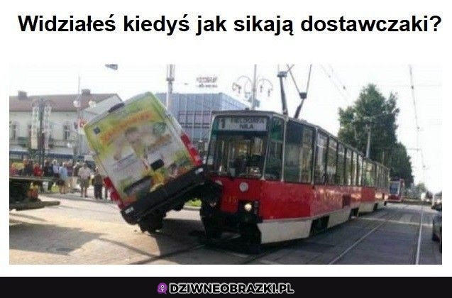 Jak psy