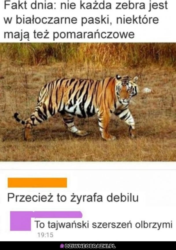 Zebra