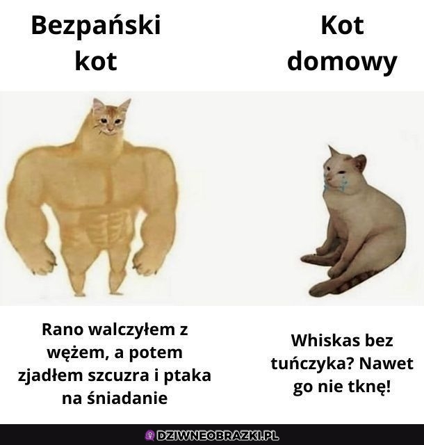 Wybredne są