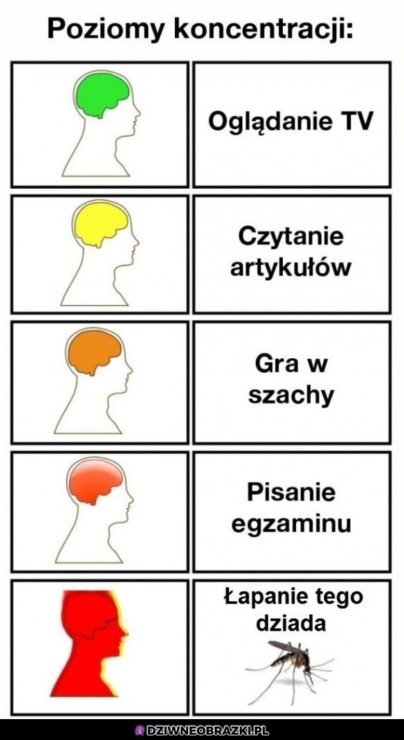 Poziomy koncentracji