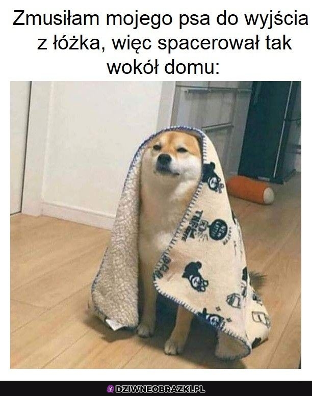 Wygląda na złego