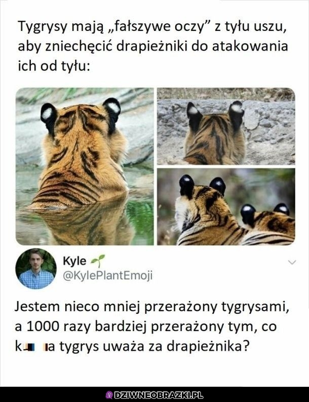 Tygrysie oczka