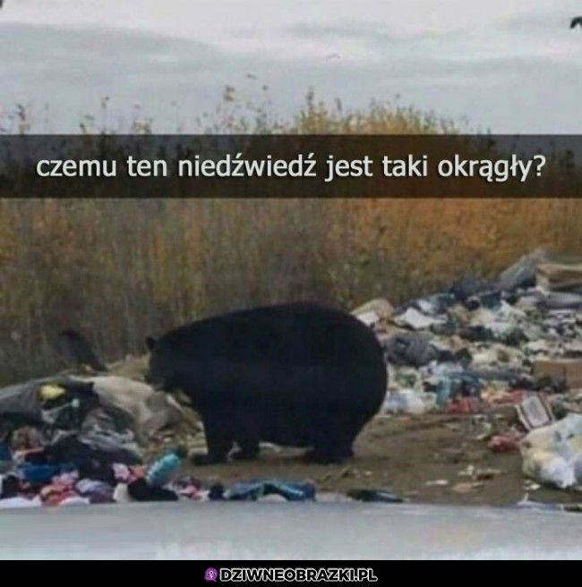 Okrąglutki