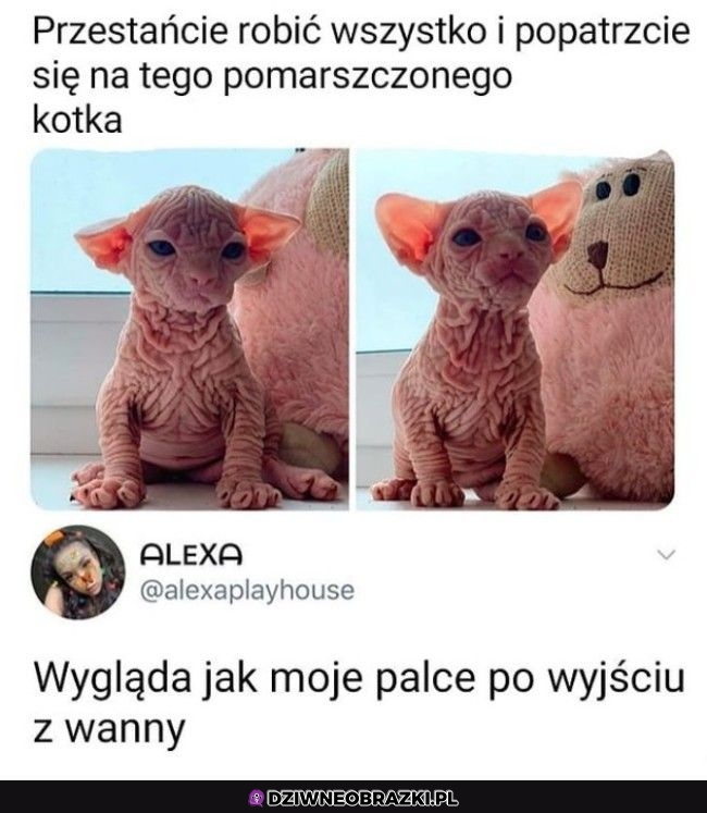 Dokładnie tak wygląda