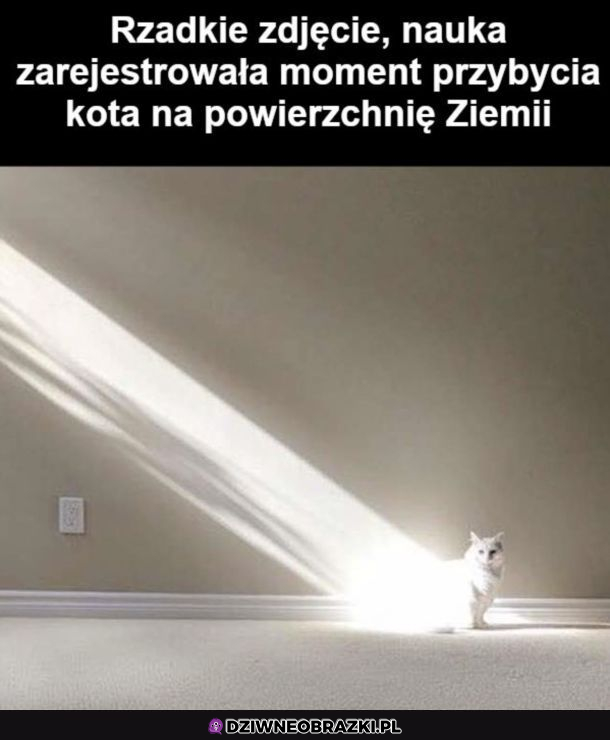 Niecodzienny widok