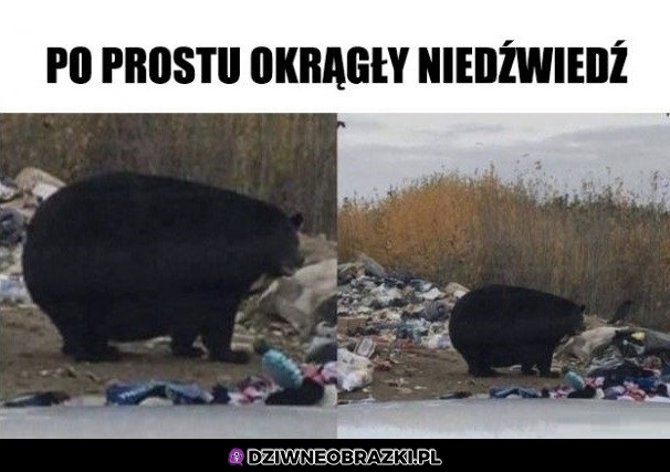 Niedźwiadek Niedźwiadek