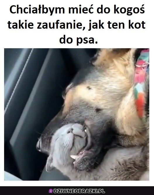 Szczyt zaufania