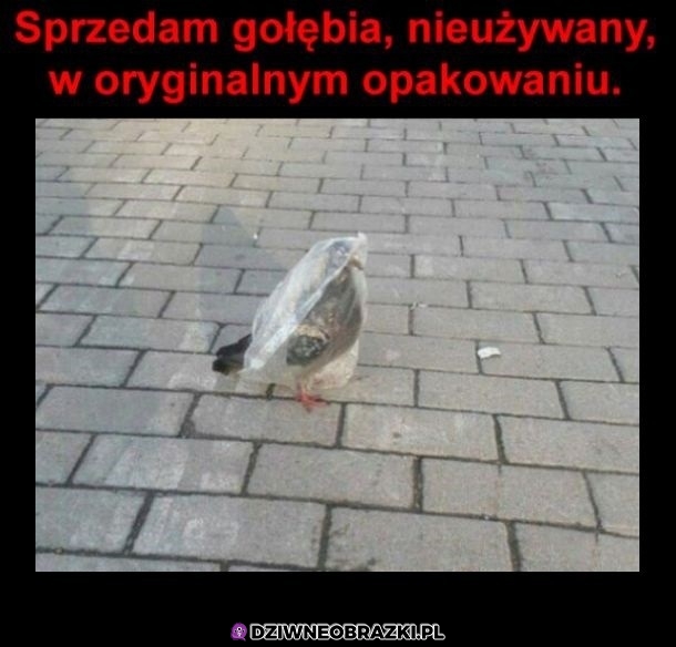 Nowy gołąb