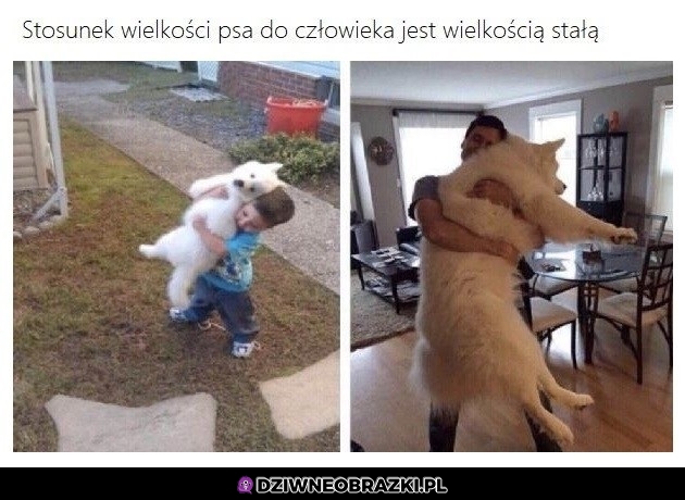 Psia stała