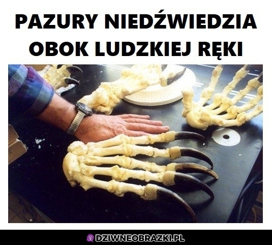 Robią wrażenie