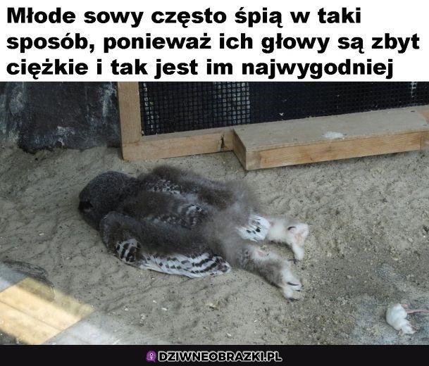 Takie spanko