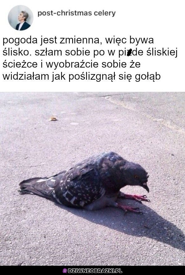 Biedny jaszczomp