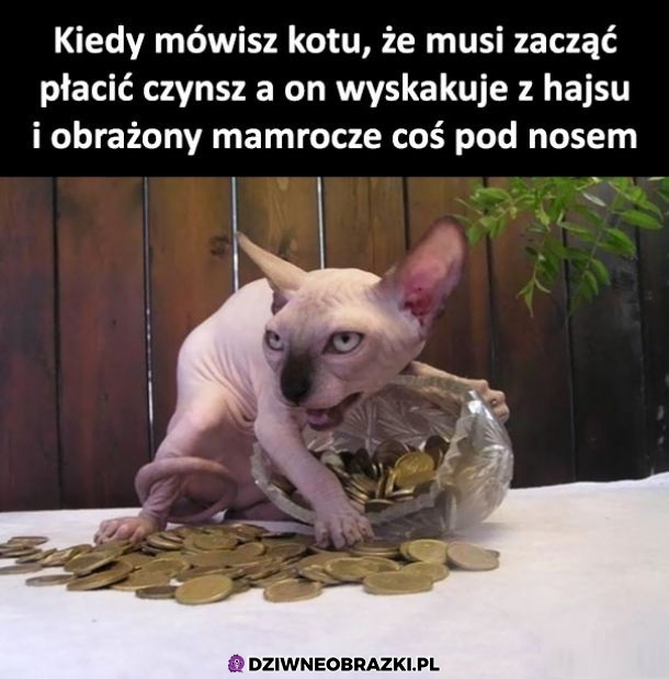 Kot płaci czynsz