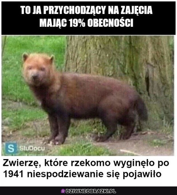 Kiedy przychodzisz na wykład