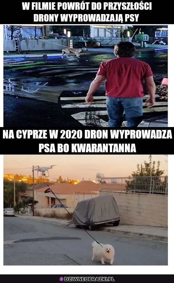 Trafnie przewidziane