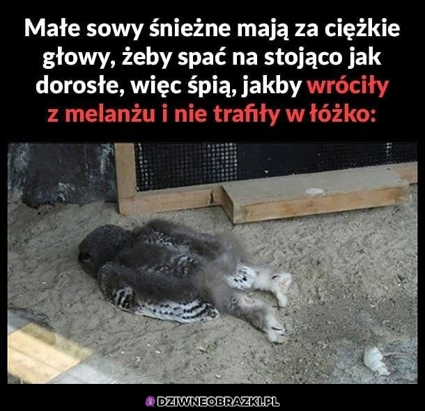 Jestem małą sową