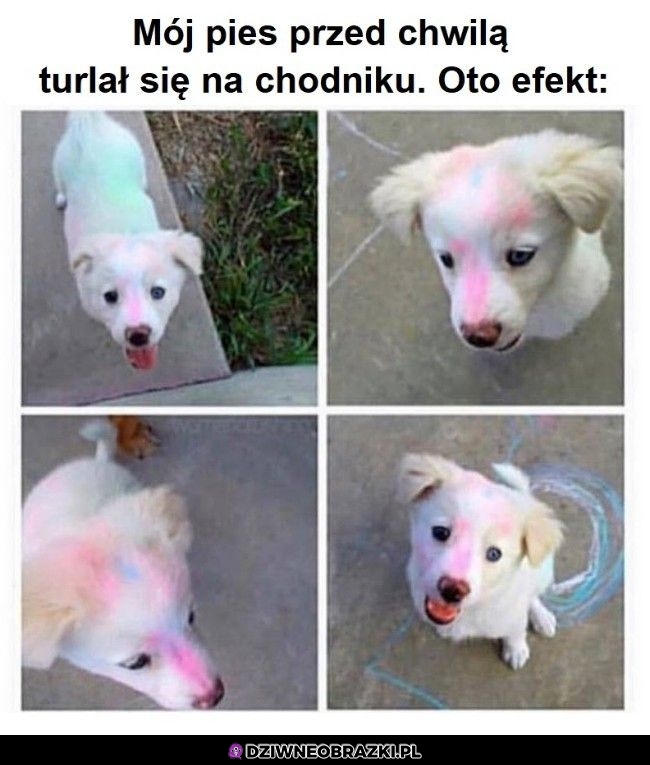 Pokolorowany