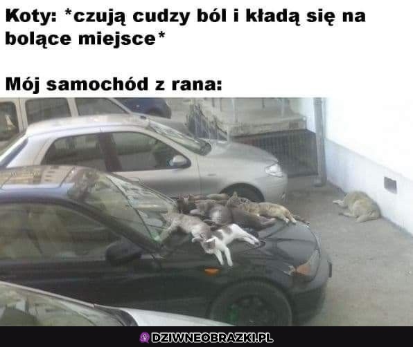 Wyczuwają