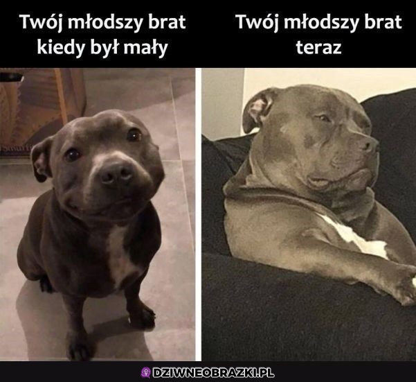 Młodszy brat